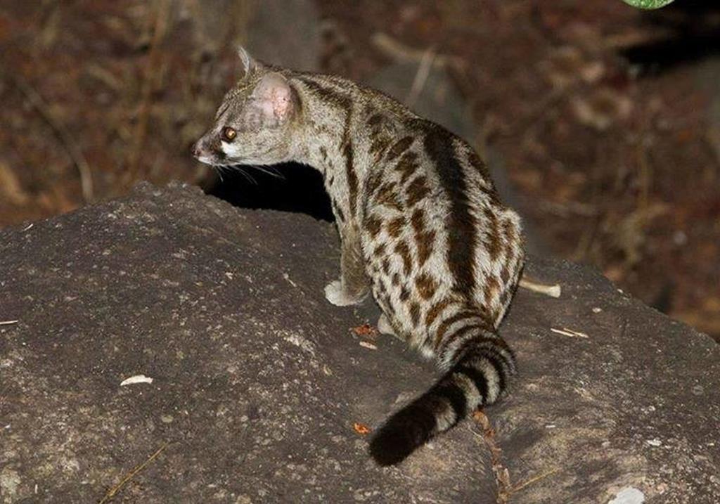 ยูโทเปีย อิน แอฟริกา เกสต์ วิลล่า Mbombela ภายนอก รูปภาพ